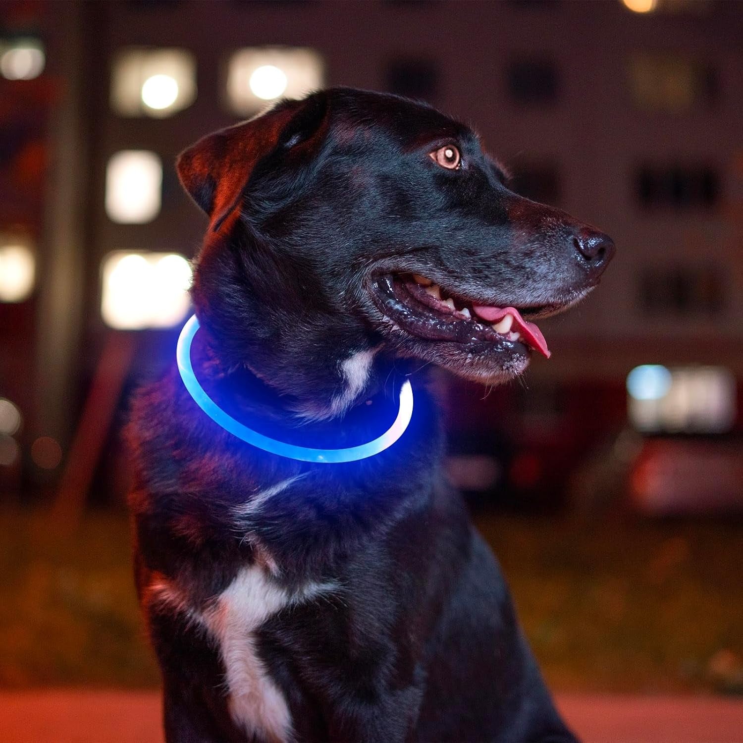 LED Collar, USB Rechargeable, Glowing Pet Collar for Night Safety, Fashion for Small Medium Large Dogs (Royal Blue)